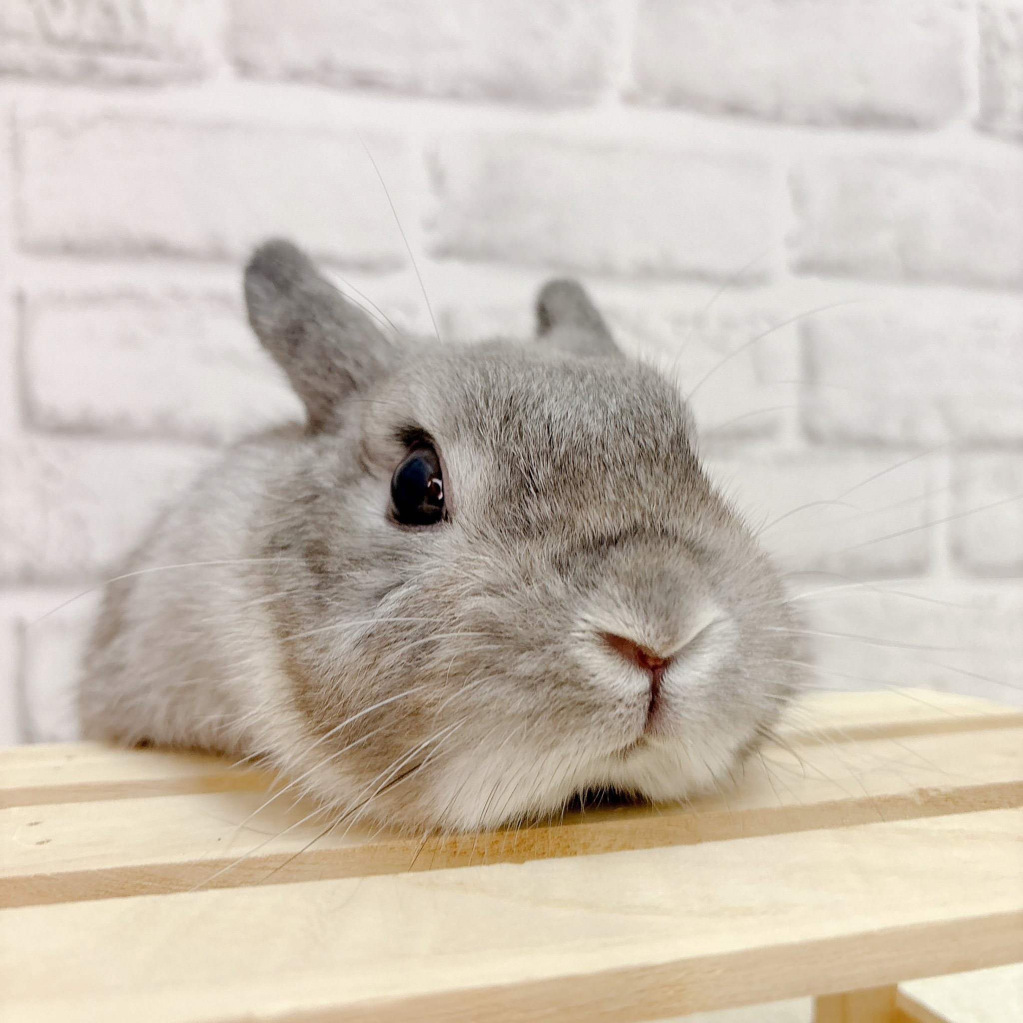 うさぎや 81BYsIwYxlL._AC_SY200_QL15_.jpg