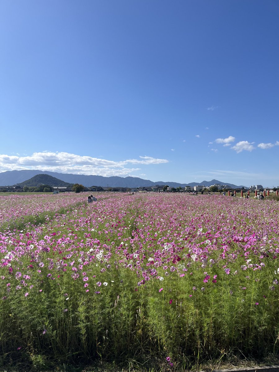 10月は奈良に行けなくなってしまった。
今年のコスモスは遅めだとよいのだけど。