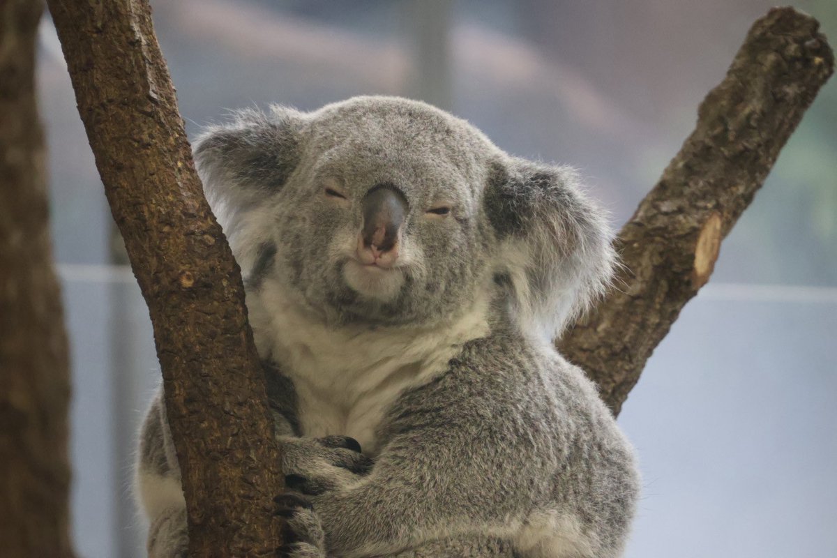 コアラ adidas X Crazyfast League FG - solar yellow/black | Soccer