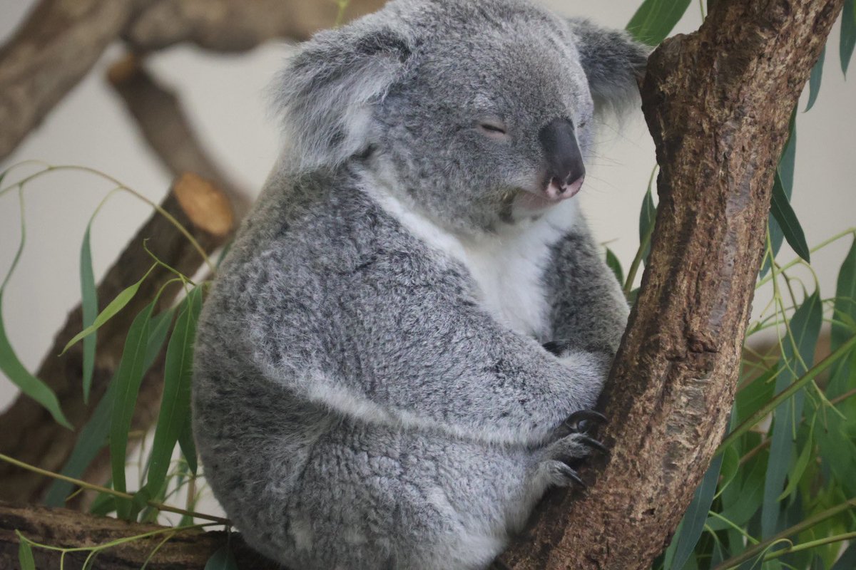 コアラ adidas X Crazyfast League FG - solar yellow/black | Soccer