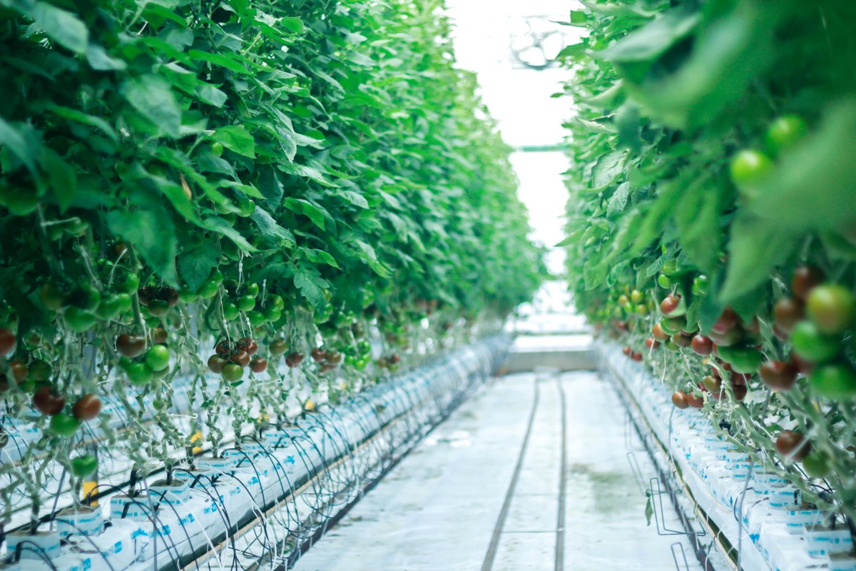 DelFrescoPure's tweet image. It’s Ontario Agriculture Week! 🌿

We’re proud to grow right here in Ontario — where innovation, sustainability, and flavour come together under glass. From seed to harvest, our team works year-round to bring fresh, local produce to your plate.