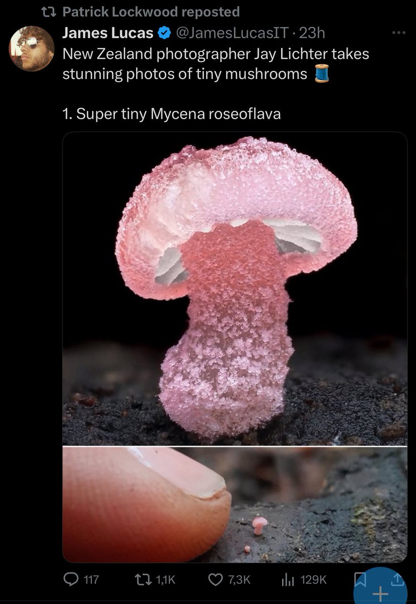 Was out of Internet the whole day, I kept looking at this mushroom.