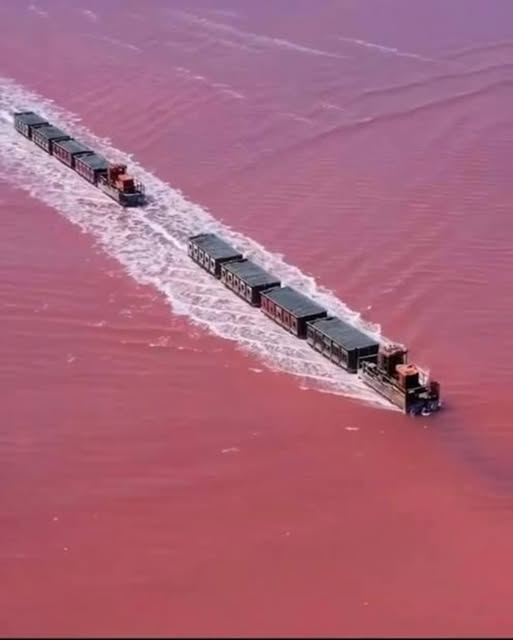 pierpi13's tweet photo. Il lago Burlinskoye, situato nel Krai dell'Altaj, Siberia occidentale, è un lago rosa noto per la sua caratteristica unica, un treno che lo attraversa.
Questo treno viene utilizzato per la raccolta del sale, pratica in corso dal 1768. Utilizzando strumenti specializzati per la raccolta, il treno raccoglie i sedimenti dal fondo del lago, producendo circa 65.000 tonnellate di sale all'anno.