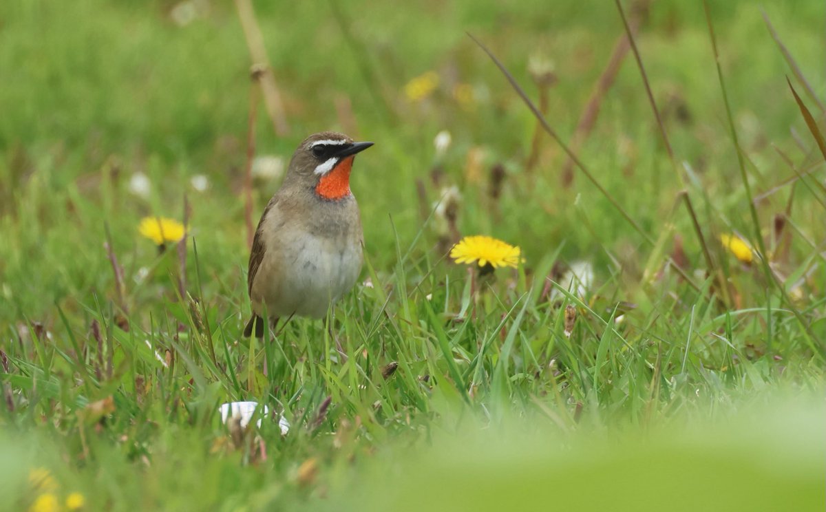 Imagine the scenes if one of these beauties were to up ( hopefully in north Wales!!😉) … must clarify these images were taken on Hokkaido on a fabulous ⁦<a href="/zootherabirding/">Nick Bray</a>⁩ trip in May ⁦<a href="/keelebirder/">Mark Sutton</a>⁩ ⁦<a href="/biggesttwitch/">Ruth and Alan</a>⁩ ⁦<a href="/Bobby00651/">Rob Robertson</a>⁩