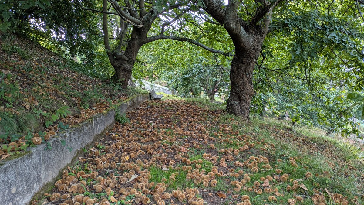 MarScared's tweet image. Otoño en Galicia