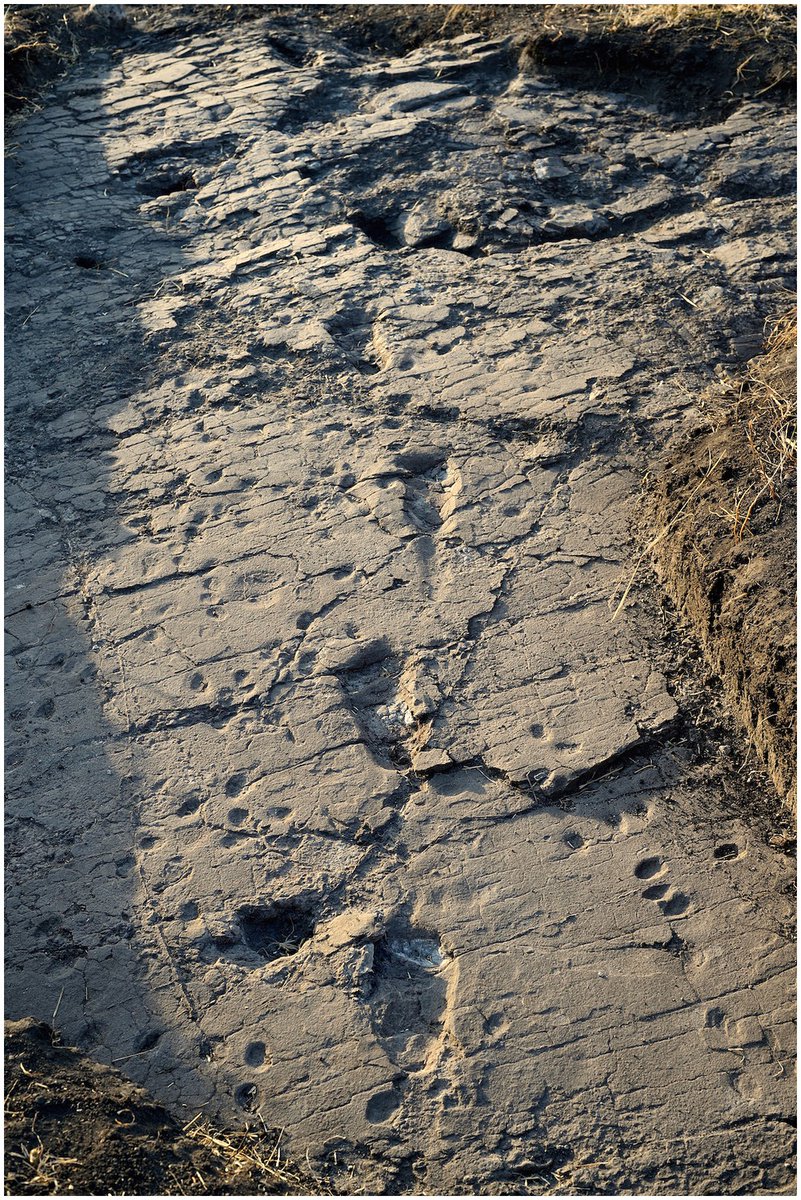 MichaelButtonX's tweet image. The Laetoli Footprints are 3.6 million years old

Remarkably, they closely resemble modern human footprints, despite being almost 4 million years old

The footprints were classified as possibly belonging to Australopithecus afarensis