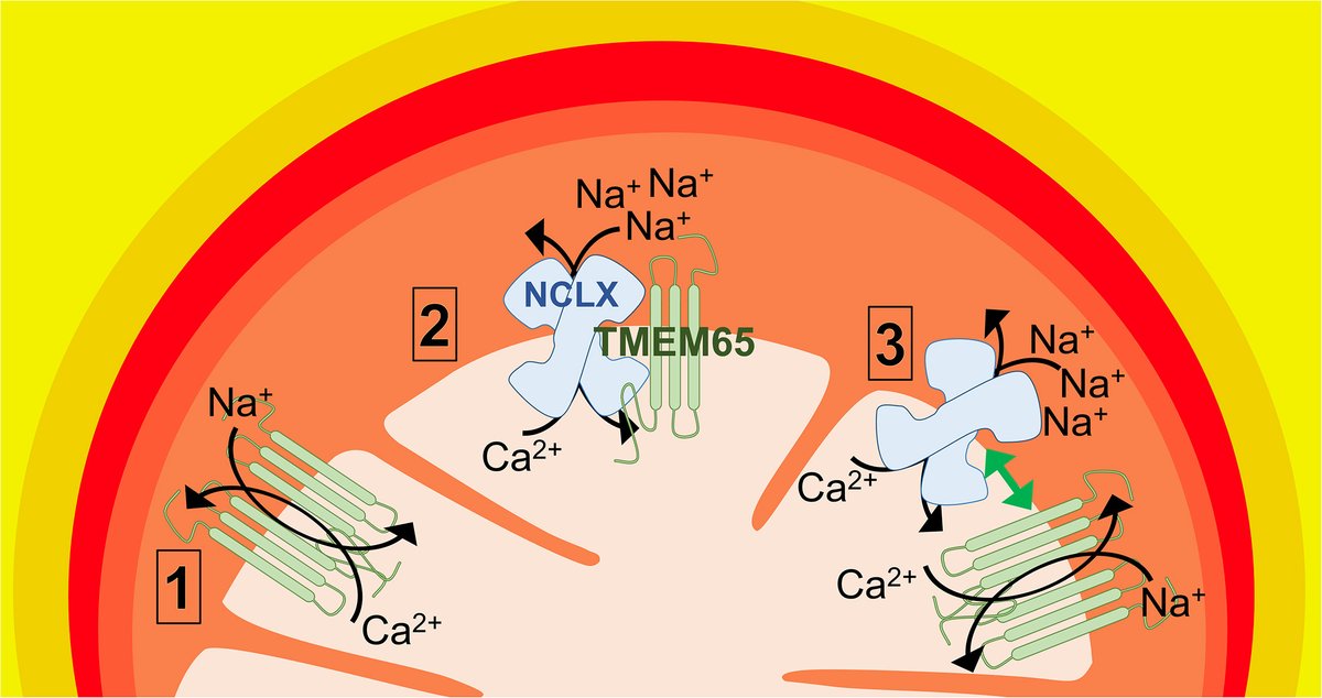 New Spotlight with <a href="/TheElrodLab/">Elrod Lab</a> out now in <a href="/Cell_Metabolism/">Cell Metabolism</a>, discussing current models and unanswered questions about TMEM65's function in mitochondrial calcium exchange!
#mitochondria #calcium 

Read it here:
authors.elsevier.com/c/1lurq5WXUlaY…