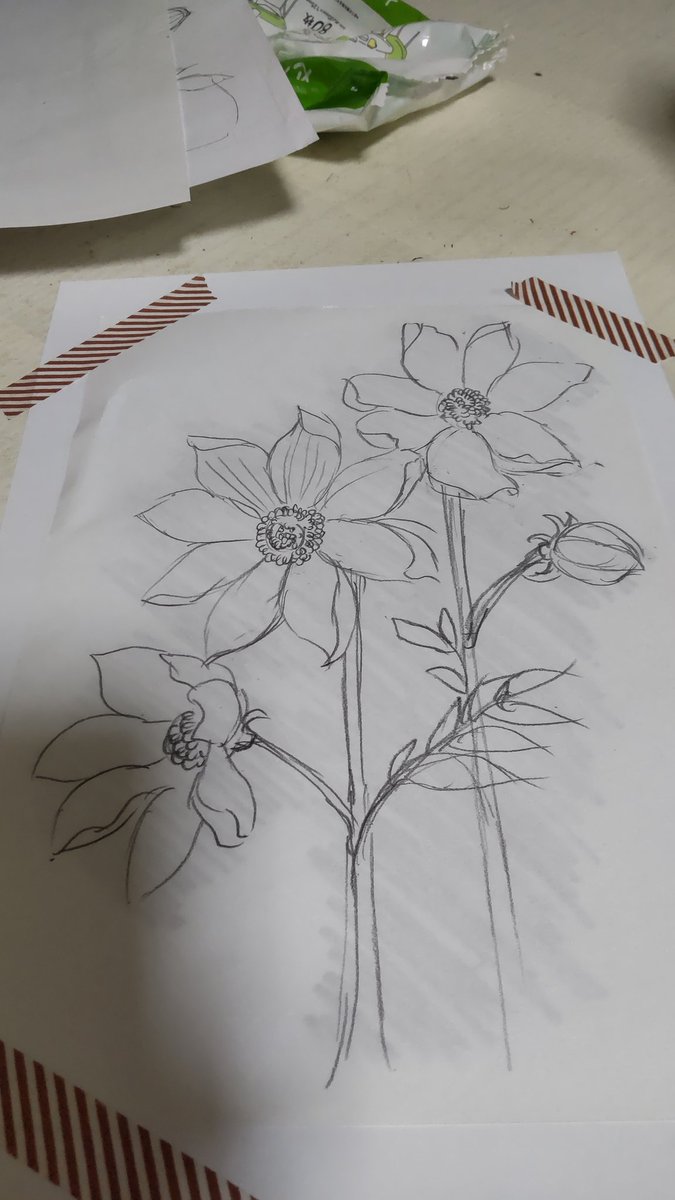 今回は皇帝ダリア描きます
