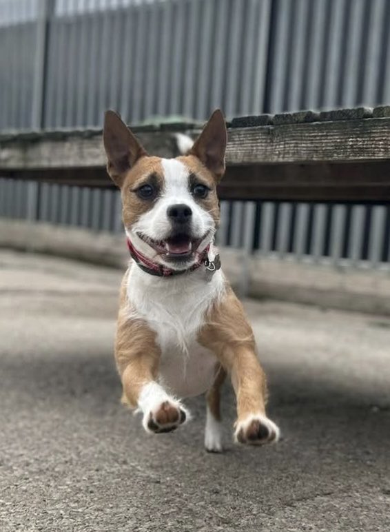 Cousin Mabel has turned into Super-Dog at doggy day care 😆💖