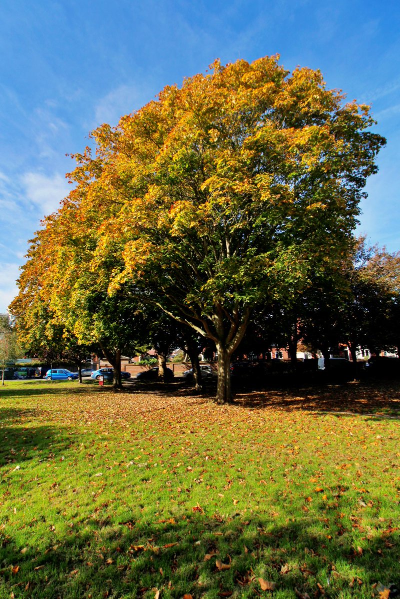Whatadapperchap's tweet image. No umbrella was needed today. Lots of blues skies and autumn gold popping up everywhere.
📷 Clarendon Road Green, Southsea