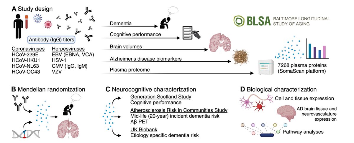 A new study in Science Advances explores the link between the immune system and brain health in older adults from the Baltimore Longitudinal Study of Aging (BLSA).

Key Findings:

Robust immune responses to common viruses, like coronavirus HCoV-OC43, are associated with better