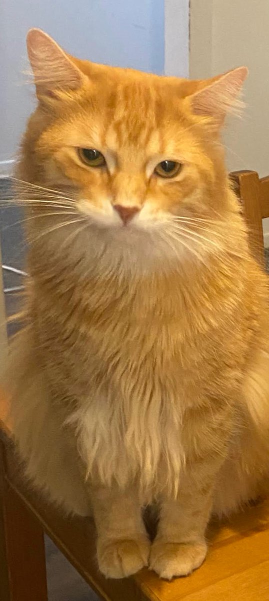 StaggCrystal's tweet image. Maple