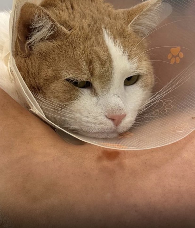 UPDATE: 

Die OP wird morgen stattfinden, hier ein paar Bilder das man sieht das es echt ist. Teile oder Repostet bitte denn Beitrag 🫶

Und danke an <a href="/nuubixtweeted/">nuubix</a> <a href="/kr4t4y/">BIG kr4t4y</a> <a href="/ByDuckFN/">byduck 🦆</a> <a href="/KostaXNN/">KostaXNN</a> für euren Teil (und alle anderen anonymen Spender) 

gofund.me/430189d8e