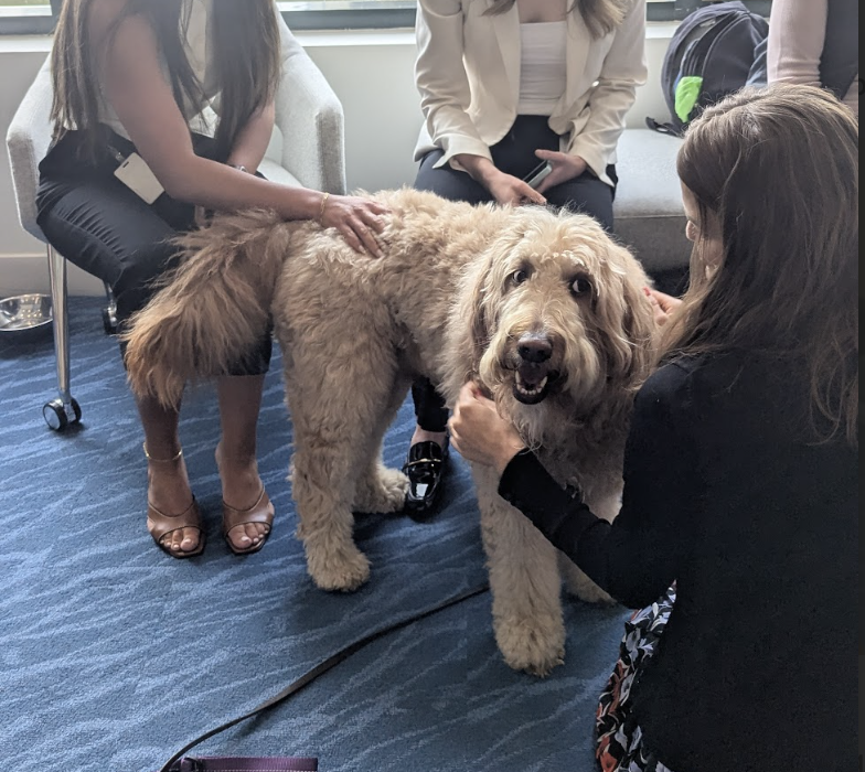 BCPetsFriends's tweet photo. Volunteering with Pets &amp; Friends has been incredibly rewarding. Jasper's calm &amp; playful nature brings comfort and smiles to everyone we meet. 
- Farzad, Pet Therapy Volunteer

#PetTherapy #BCPetsandFriends #DogsofInstagram #TherapyDogs #VolunteerWithYourPet #petstagram #dogs https://t.co/qB0KFpOfcr