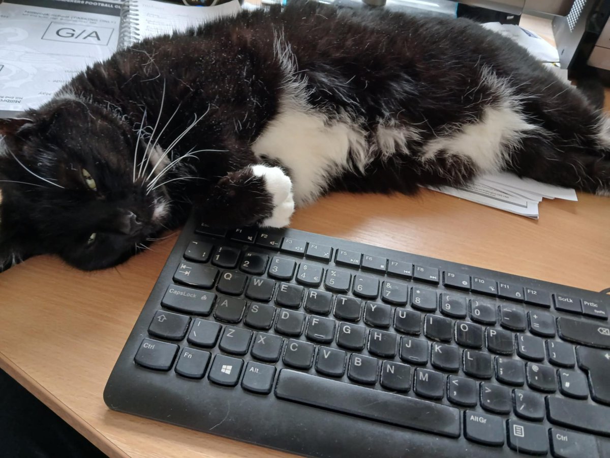 Martha the Nightshift Cat tweet media