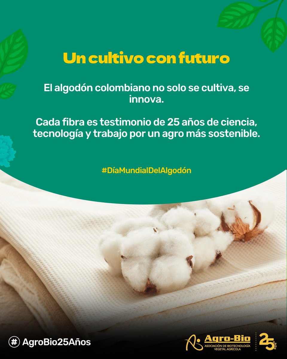 🌱🤍 Hoy celebramos el #DíaDelAlgodón 🌿

Un cultivo que demuestra cómo la ciencia y la biotecnología transforman el campo colombiano: menos costos en plaguicidas, menos impacto ambiental y más oportunidades.

#AgroBio25Años #BiotecnologíaAgrícola