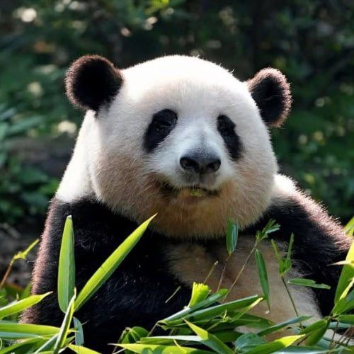 Fade_Dilara's tweet photo. Isn't he cute? https://t.co/IXgrZuNtXt
