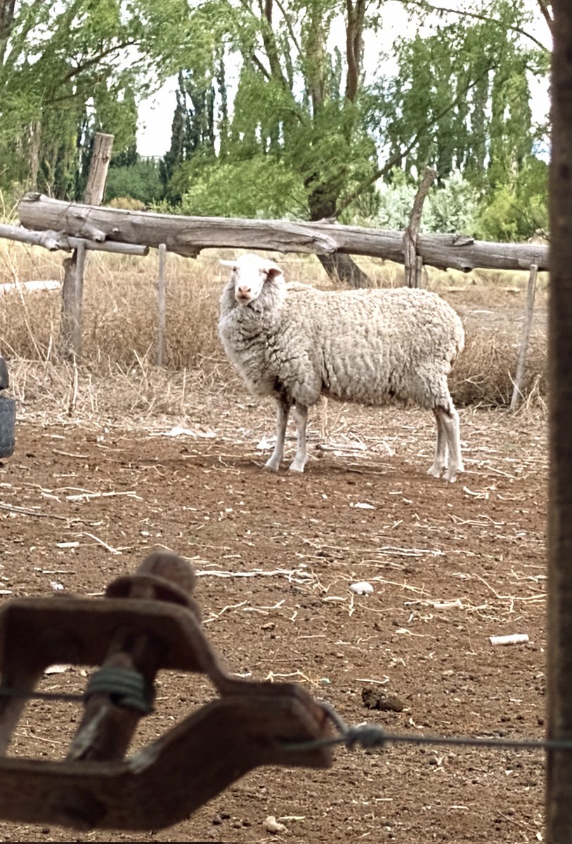 En Patagonia el grave problema del avance de los predadores en zonas de producción ovina lamentablemente está provocando el cierre definitivo de campos. Establecimientos de tradición ovejera que pasan al abandono, solamente a un recuerdo de prosperidad...