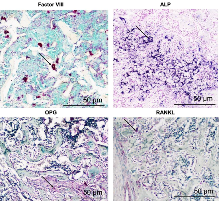 Mesenchymal Cell News tweet media