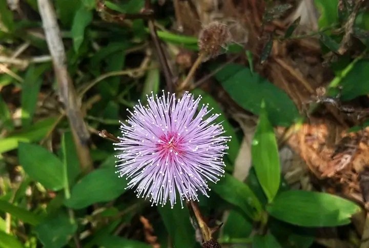 Md Abu-Rayhan (@rayhant1999) on Twitter photo 