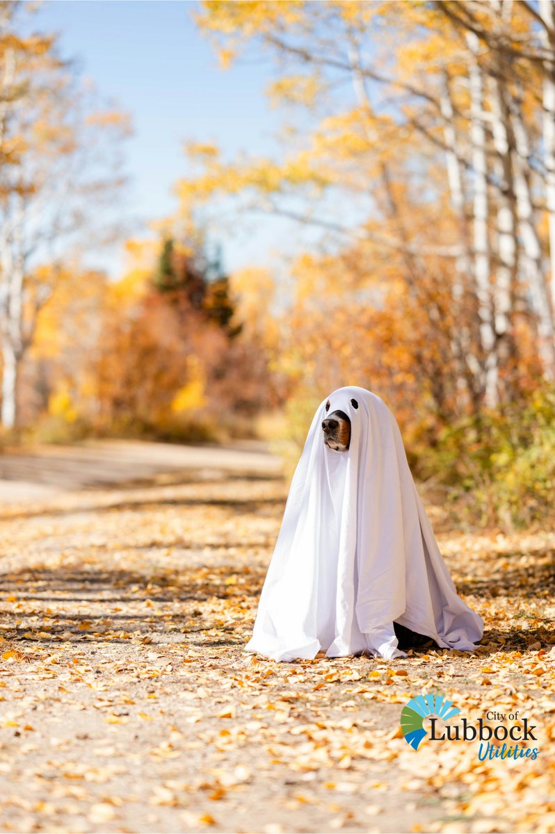 COLUtilities's tweet image. Looking for something fun to do today? Check out all of the events happening this month! From preschool storytimes, to movie marathons and the &quot;Dog-Day Howl-Oween&quot; costume contest, there&apos;s plenty to do with your friends and neighbors in Lubbock! bit.ly/3VyEbKe