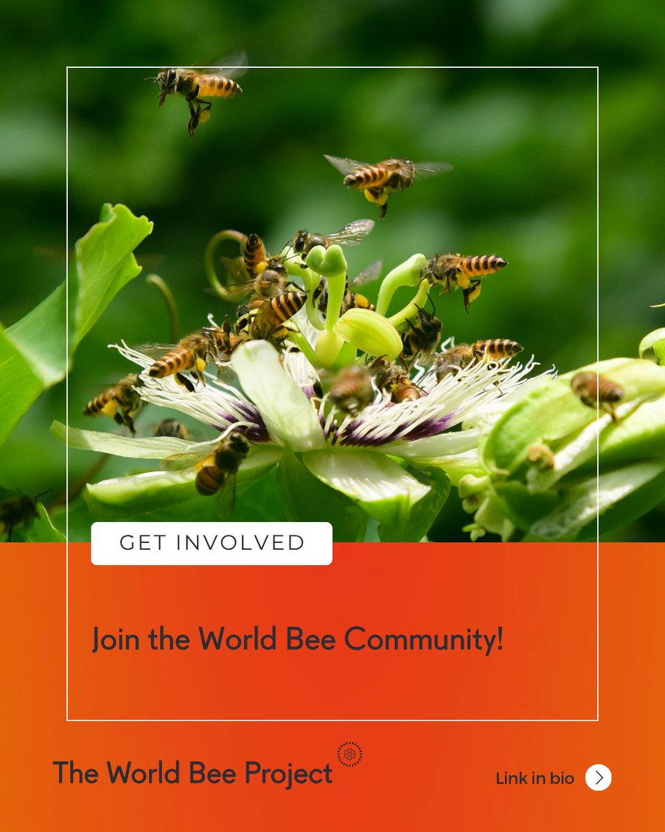 Bee a catalyst for positive change!

Join The World Bee Project community and contribute to the preservation of pollinators, sustainable farming, and a resilient planet. 

Together, we can make a lasting impact!

Join us at The World Bee Project: worldbeeproject.org/world-bee-comm…