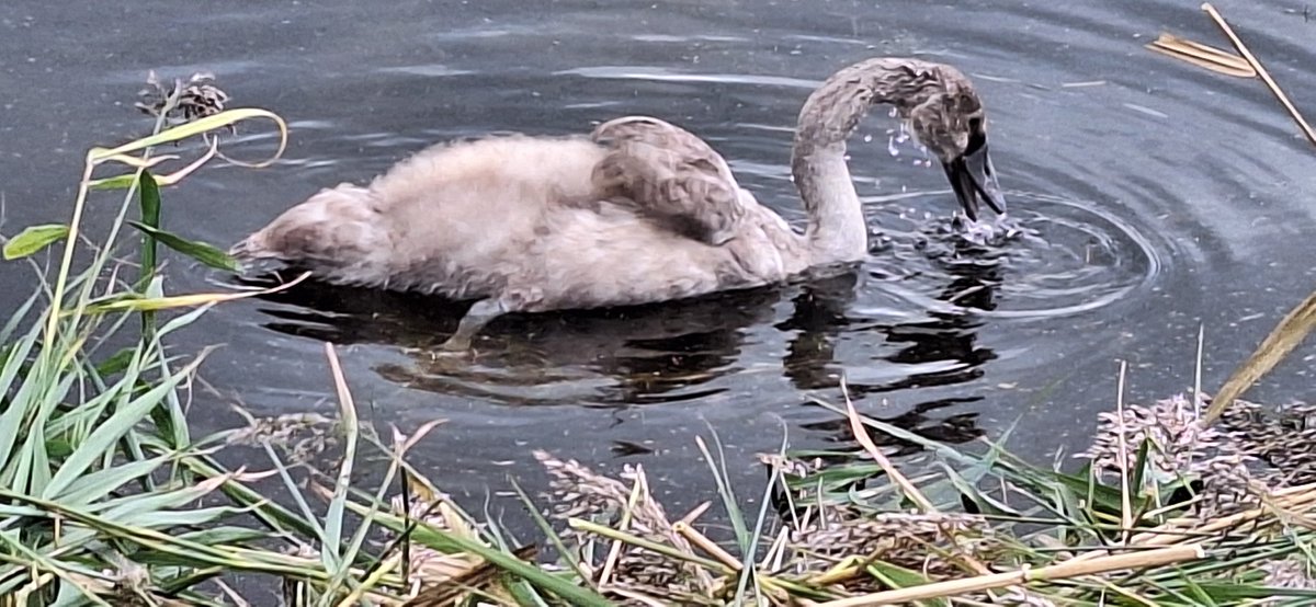 Gavin Durrant tweet media