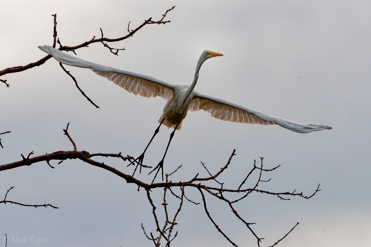 todaysbird's tweet image. Great egret.
(Photo courtesy of Mark Rupsis)
#birds #NaturePhotography #wildlife #nature