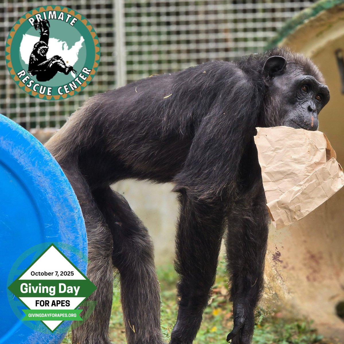 Noelle chimpanzee, age 31, is living with diabetes. We need at least $1,500 each month to continue the lifesaving medical care she relies on. Noelle needs your help - managing her diabetes is simply not possible without you. Donate to support Noelle at givingdayforapes.org/organization/P…