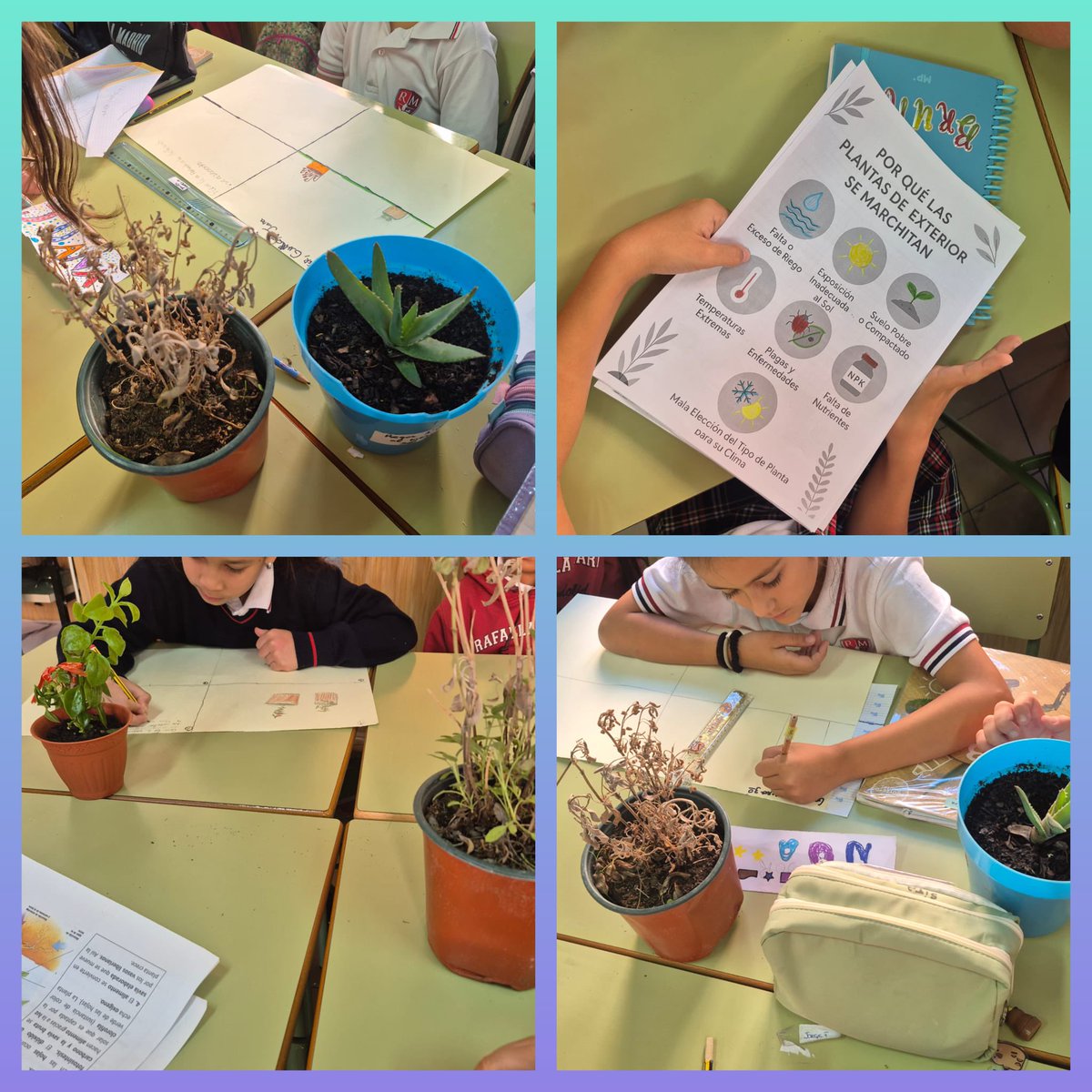 🌱🔍 Hoy en clase de 3º EP hemos sido pequeños científicos… ¡y ha sido genial! 🧪✨1️⃣ ¿Qué necesitan las plantas para crecer? 🌞💧🌱2️⃣ Hipótesis: “Creo que las plantas crecen mejor con agua y sol”. 3️⃣ Anotamos cambios cada día 📒¿Se cumplió y por qué?
#yosoydelrafaelamª