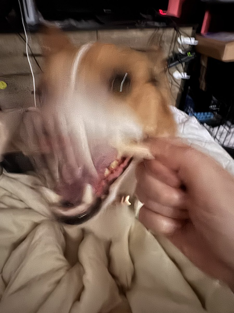 Does anybody else’s corgi ever just become a demon