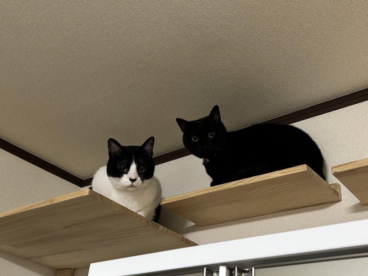 FuFuFu88Fu's tweet image. おやすみニャン😸🐱

みなさま

良い夢みてﾆｬﾝ💗
