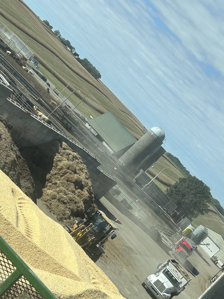 Corn trucks n cow trucks, pen refilling is constant