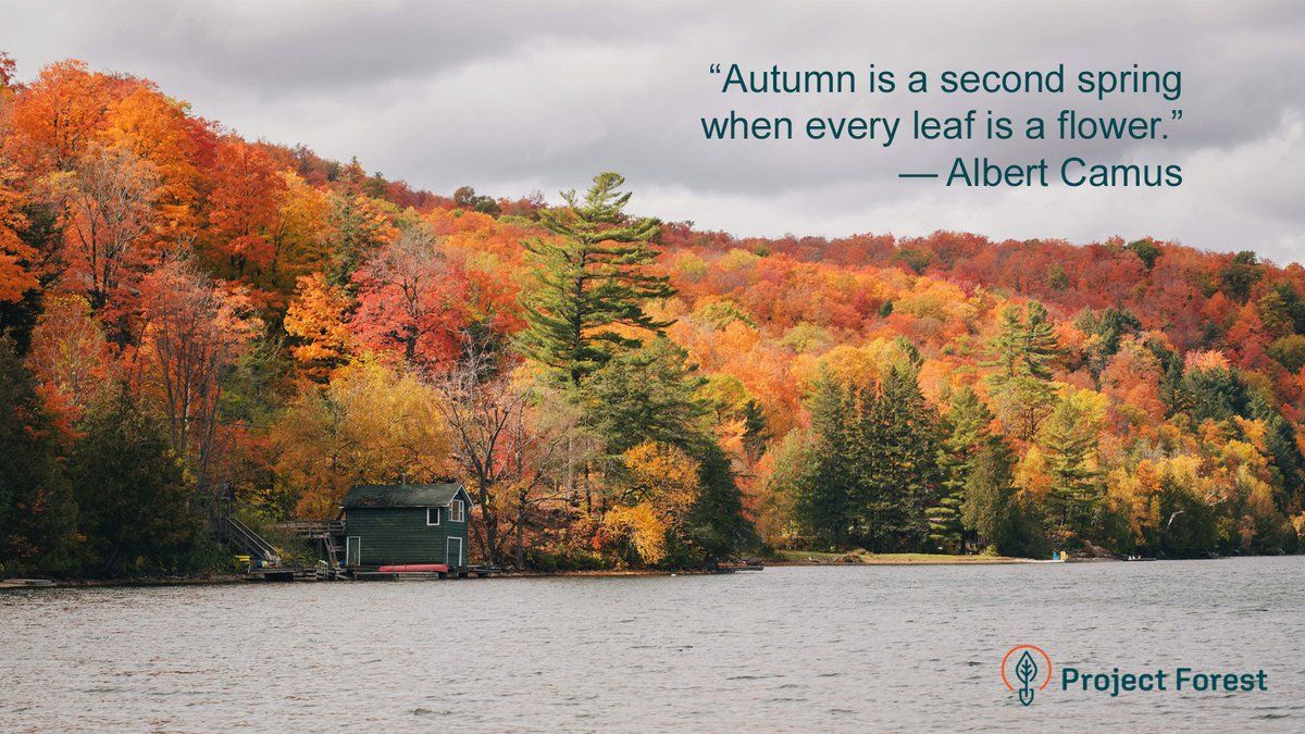 ProjectForest_'s tweet image. As forests turn gold and crimson, we’re rewilding Canada — restoring native forests and building a living legacy of restoration.
Join us in rewilding Canada — building a living legacy of restoration.

projectforest.ca

#forests #autumn #fallcolors
