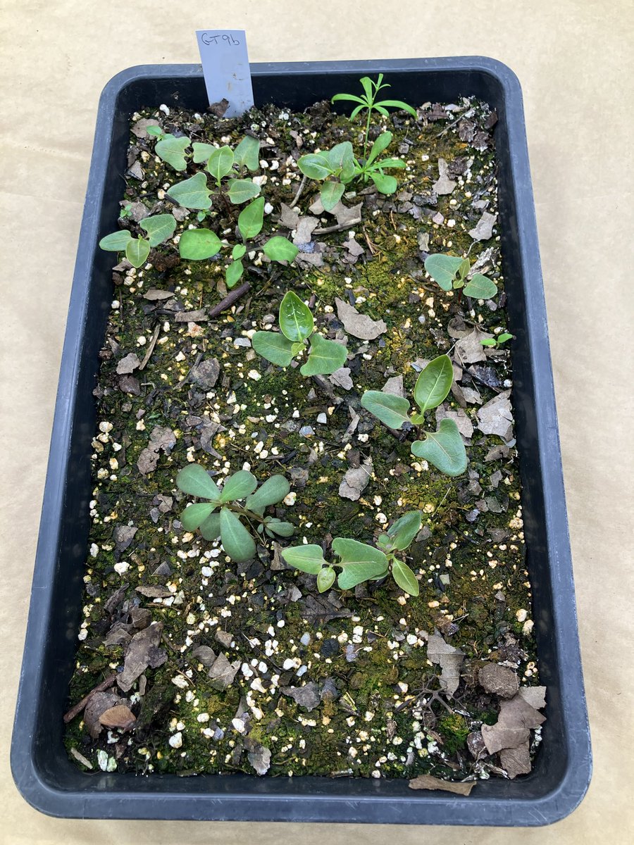 Day 9: Exciting to do some filming in the Quarantine House at Kew of emerging seedlings today with Dequan from NPTVI for our #DPLUS215 project <a href="/UKBCFs/">Biodiversity Challenge Funds</a> <a href="/BVIGovernment/">Government of the VI</a>