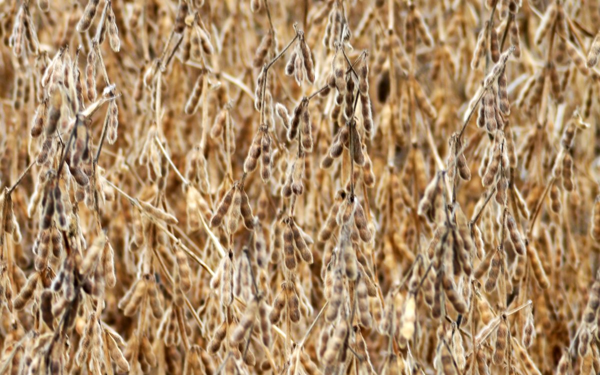 The ISRC is excited to welcome INARI as our newest industry partner! Read more>>
iowasoybeancenter.iastate.edu/news/2025/iowa…       <a href="/IowaSoybeans/">IowaSoybeans</a> <a href="/iastate_cals/">ISU College of Agriculture and Life Sciences</a> <a href="/Inari_Ag/">Inari</a>