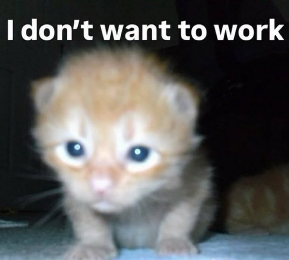 whorubin's tweet image. 