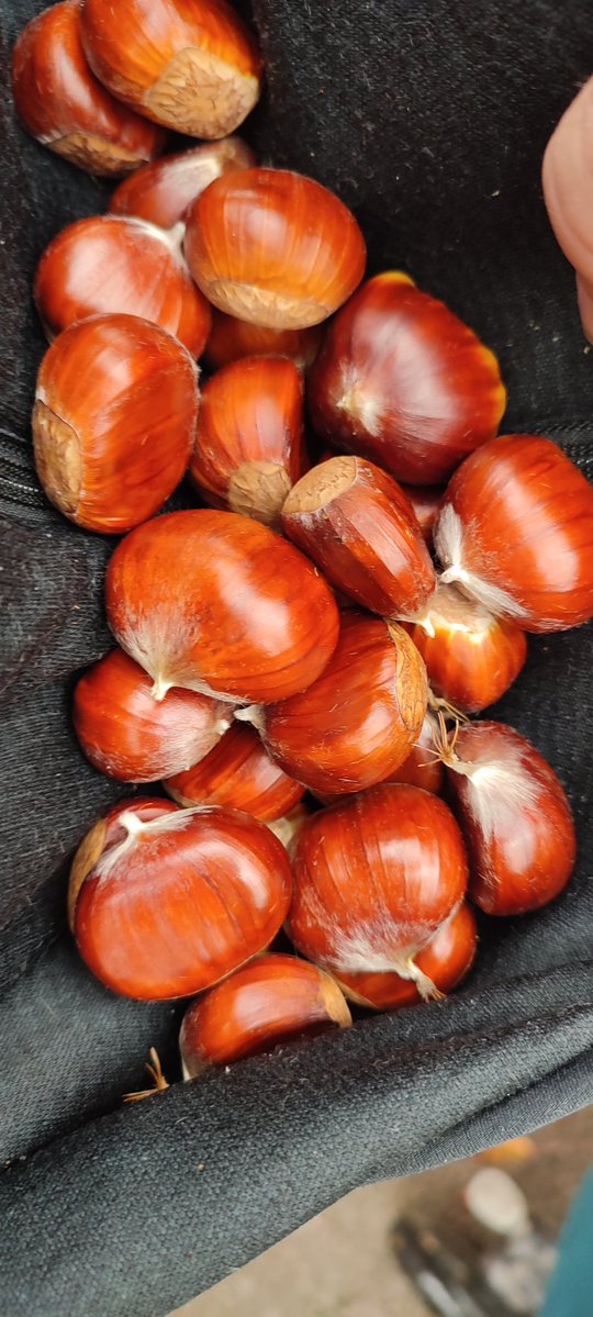 Oh lecker! Bei uns fallen gerade überall in den Wäldern richtig viele und pralle Maronen. ✨🌰🔥🤤