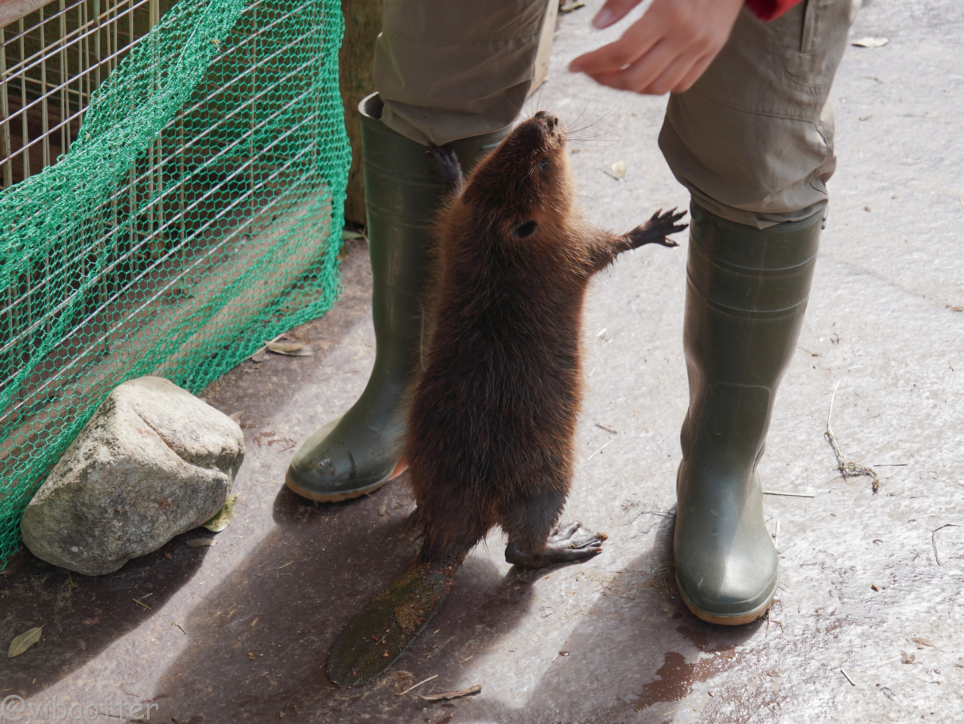 ちまちゃん (@nn930310) / X