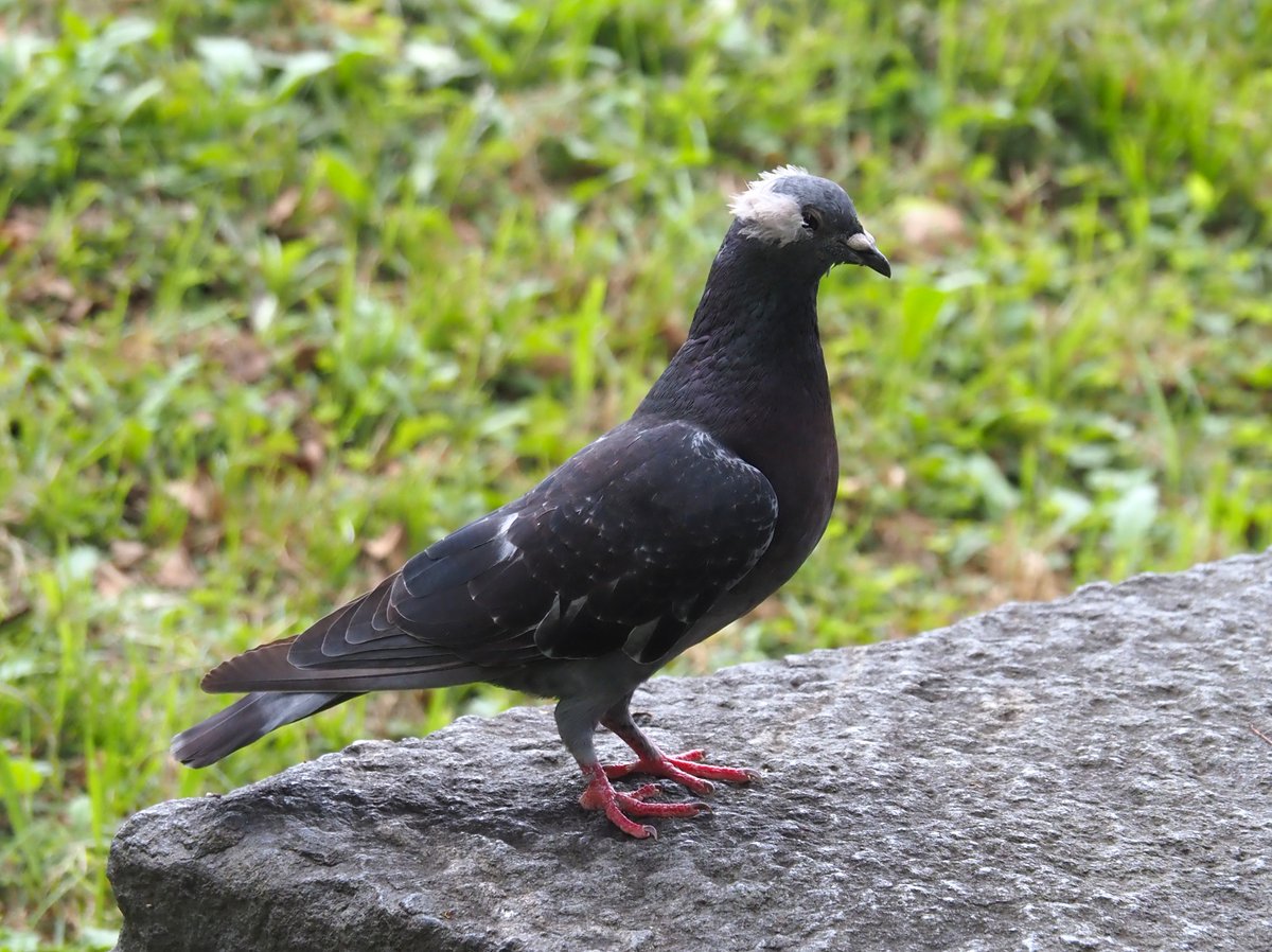 chunchu0803's tweet image. 白鳥の湖ですか？

#ハト #白鳥の湖