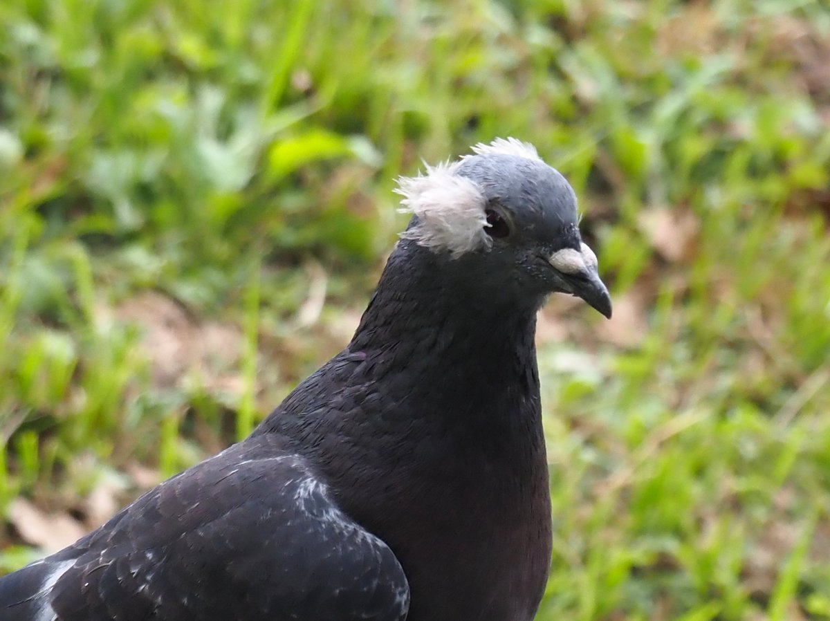 chunchu0803's tweet image. 白鳥の湖ですか？

#ハト #白鳥の湖