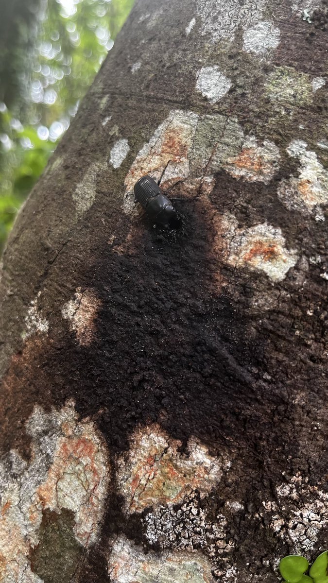 TSURIGOWASU's tweet photo. 最近ハマってるクワガタ探し。

小さなオオクワガタのような形のネブトクワガタ。鹿児島の森は豊です🌳 https://t.co/L3EABhs8oM