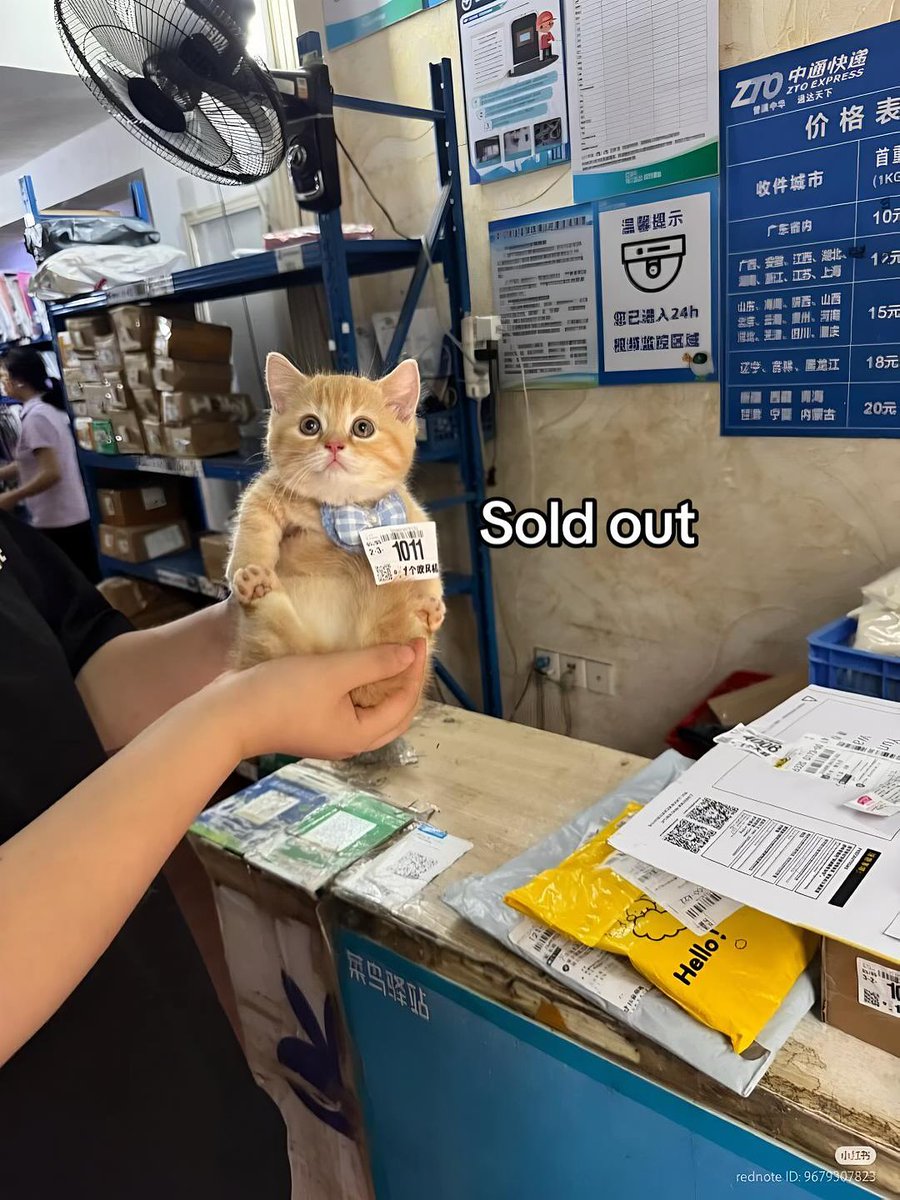 Catsillyness tweet picture