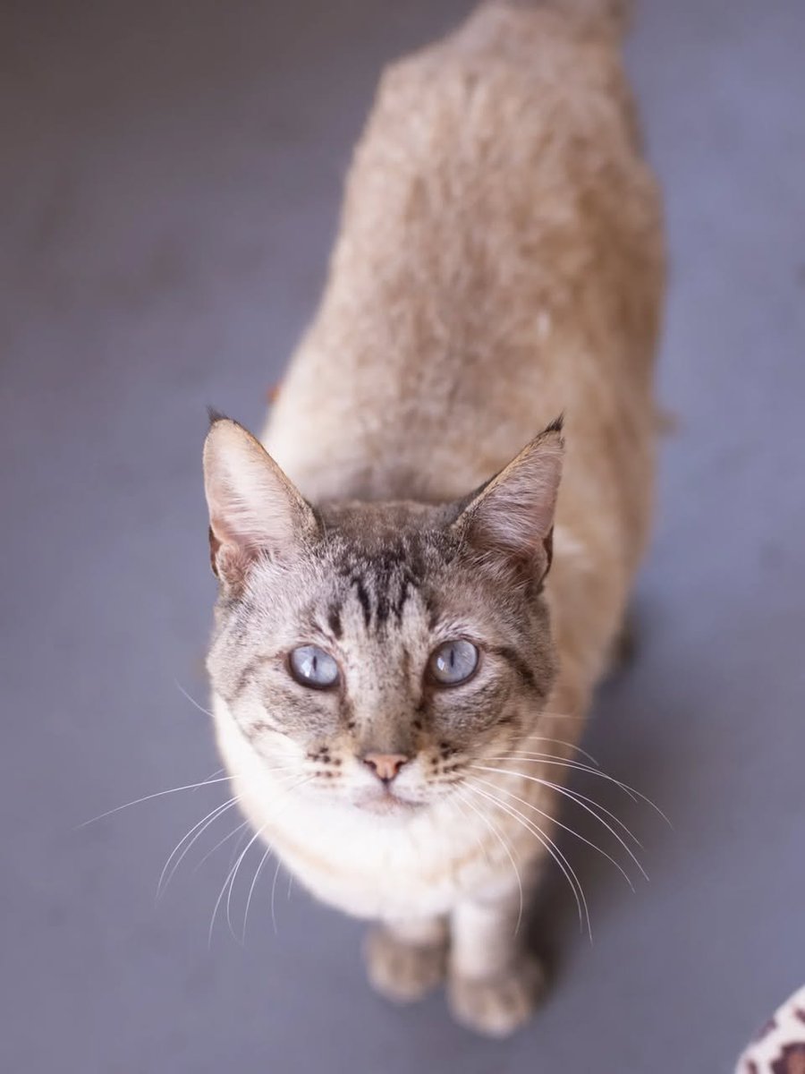catlandrescue's tweet photo. Belos olhos azuis para conquistar seu coração! 🌊

Pebolim foi resgatado por uma protetora independente após sofrer agressões. Como ela não tinha condições de acolher mais gatinhos, pediu nossa ajuda.

E aí, vc foi conquistada ou não foi? 😍
adote@catland.org.br https://t.co/sQpNOPYuVc