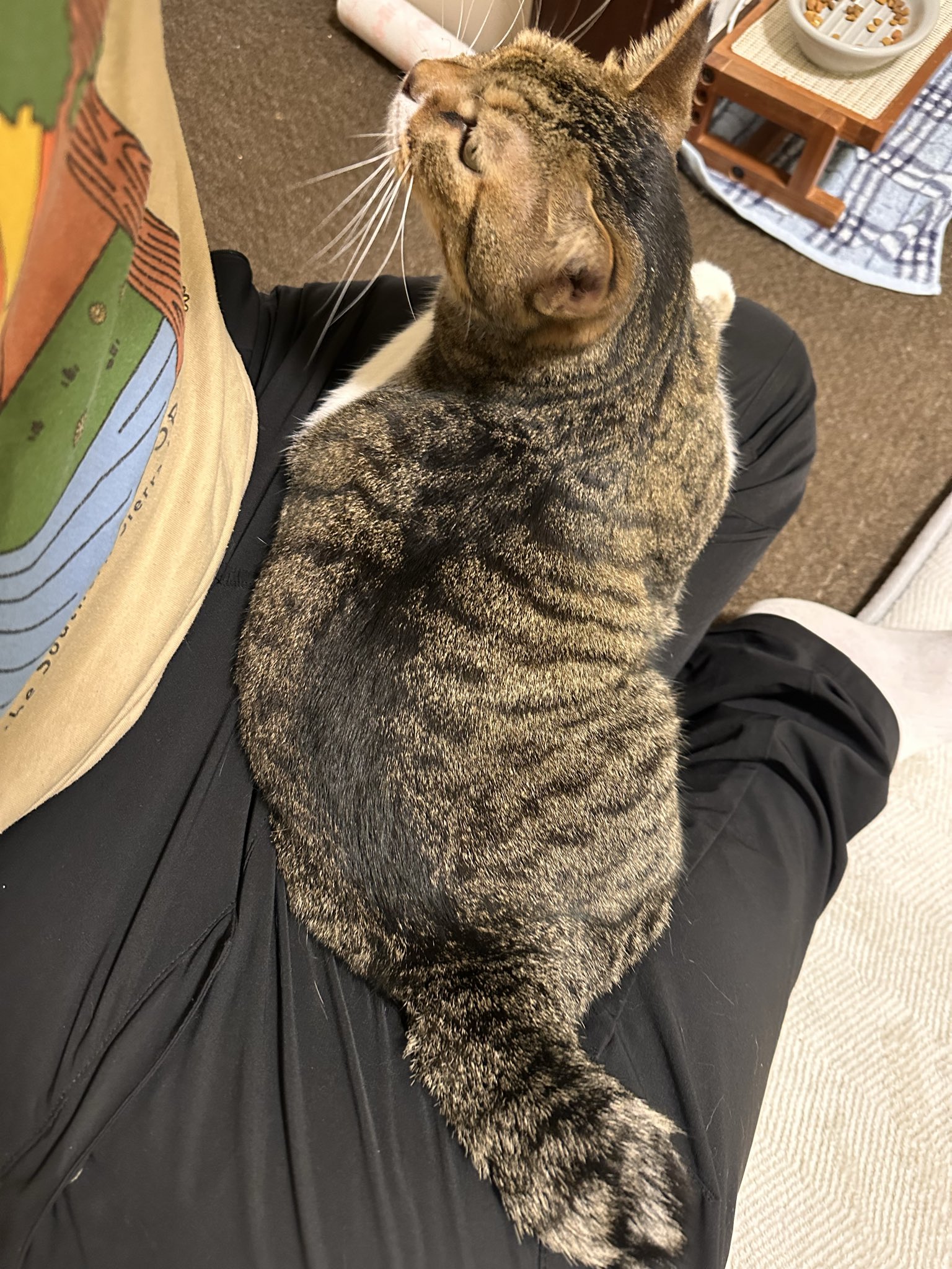 ネコ好きさん 野良まさ on X: 