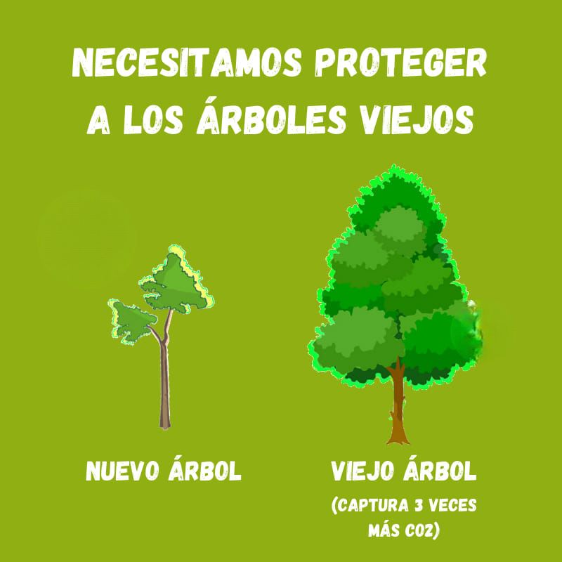 🌎🌳 Los árboles son mucho más que un simple elemento del paisaje; son pilares fundamentales para la salud del planeta y la supervivencia de todas las especies. ¡Planta el futuro hoy! #Cuba #IndustriasCuba #CubaRecicla #MedioAmbiente