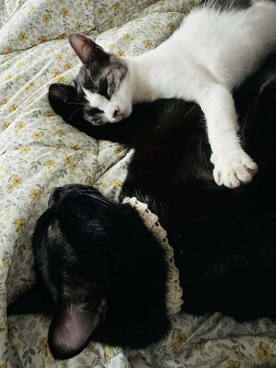 수리가 부모님집 냥이 송이랑 많이 친해졌다!!