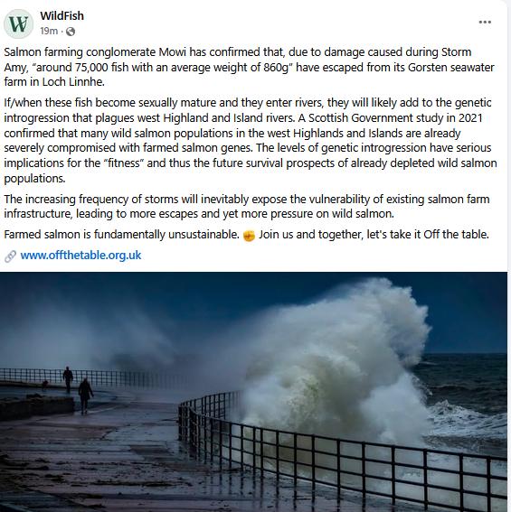Don Staniford (@thegaaia) on Twitter photo Breaking News: Norwegian giant <a href="/MowiScotlandLtd/">Mowi Scotland Limited</a> confirms “around 75,000 fish with an average weight of 860g” have escaped from its Gorsten seawater farm in Loch Linnhe <a href="/ScotGovMarine/">Scot Gov Marine</a> <a href="/ScotlandSalmon/">Salmon Scotland</a>
Thanks to <a href="/WildFishCons/">WildFish</a> via facebook.com/10006638687532… Breaking News: Norwegian giant <a href="/MowiScotlandLtd/">Mowi Scotland Limited</a> confirms “around 75,000 fish with an average weight of 860g” have escaped from its Gorsten seawater farm in Loch Linnhe <a href="/ScotGovMarine/">Scot Gov Marine</a> <a href="/ScotlandSalmon/">Salmon Scotland</a>
Thanks to <a href="/WildFishCons/">WildFish</a> via facebook.com/10006638687532…