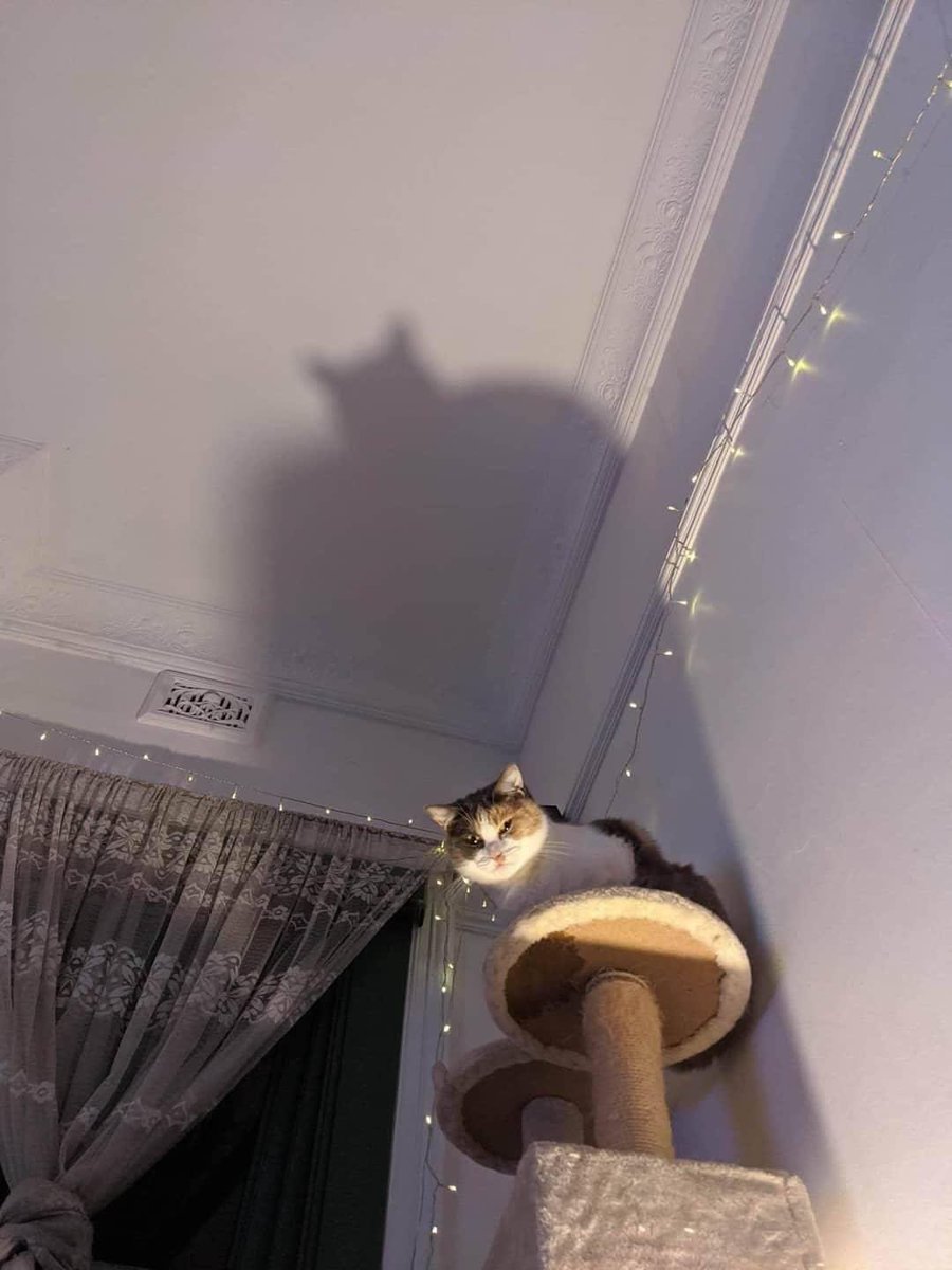 ضوء لمع وسط الصاله