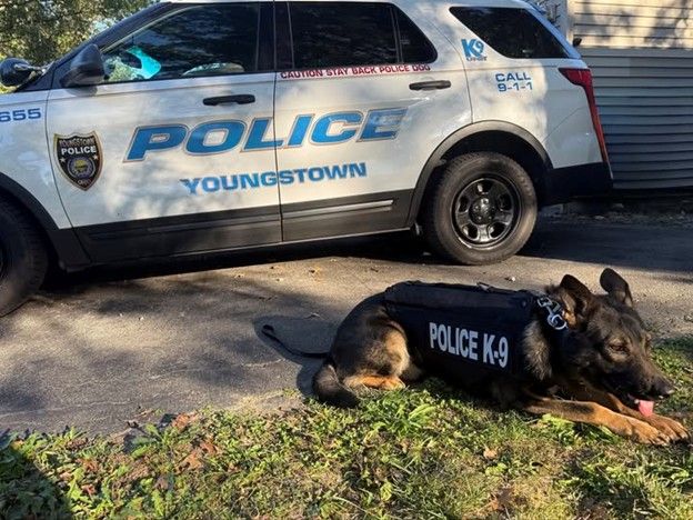 VIK9s's tweet photo. 🐾 Exciting news! Youngstown PD’s K9 Max has received his new bullet & stab-protective vest, sponsored by Aunt Mimi’s Lemonade Stand fundraiser 🍋💙
Together, we’re protecting those who protect us! 🐕🦺🛡️
#K9Max #ProtectThePaws #K9Heroes #BackTheBlue #VestedAndReady https://t.co/JCKtIOcOcc